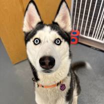 Thumbnail photo of Nome #1