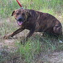 Thumbnail photo of Tristan #2