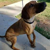 Thumbnail photo of Teddy #1