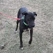 Thumbnail photo of Ronni #2