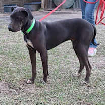 Thumbnail photo of Ronni #3