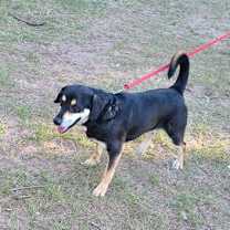 Thumbnail photo of Oliver #2