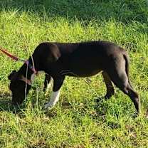 Thumbnail photo of Oakley #2