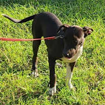 Thumbnail photo of Oakley #4