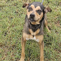 Thumbnail photo of Nova #1