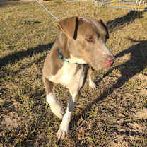 Thumbnail photo of Mica #1