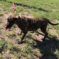 Thumbnail photo of Mandy #4