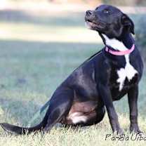 Thumbnail photo of Malibu #2