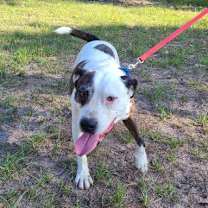 Thumbnail photo of Jagger #1