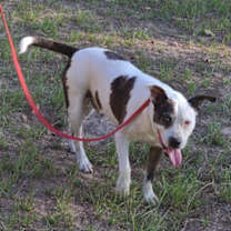 Thumbnail photo of Jagger #2