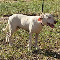 Thumbnail photo of Grady #2