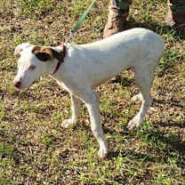 Thumbnail photo of Grady #3