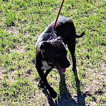 Thumbnail photo of Gianni #3