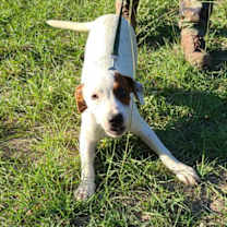 Thumbnail photo of Garnet #2