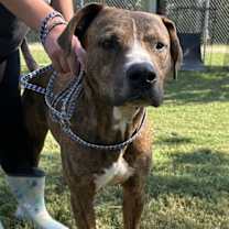 Thumbnail photo of Elvis #3