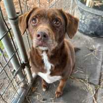 Thumbnail photo of Bosco #1