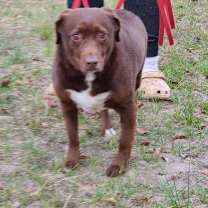 Thumbnail photo of Bosco #2