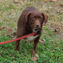 Thumbnail photo of Bosco #4