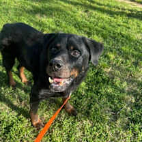 Thumbnail photo of Big Papa #2