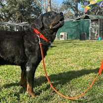 Thumbnail photo of Big Papa #3