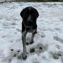 Thumbnail photo of Bucky #2