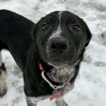 Thumbnail photo of Bucky #3