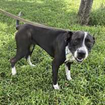 Thumbnail photo of Aurora #2