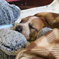 Thumbnail photo of Henry #2