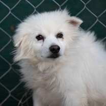 Thumbnail photo of Layne (N25-293) #1