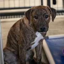 Thumbnail photo of Pluto (D25-104) #3