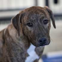 Thumbnail photo of Pluto (D25-104) #4