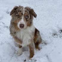 Thumbnail photo of Bleu #1