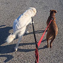 Thumbnail photo of Marshmellow #4