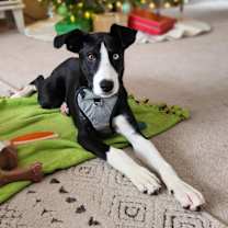 Thumbnail photo of Apsen #4