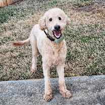 Thumbnail photo of Chase #4