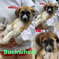 Thumbnail photo of Huddleston boys #1