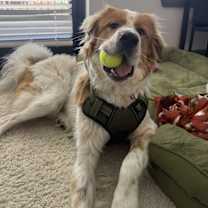 Thumbnail photo of Finn #2