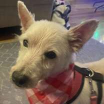 Thumbnail photo of Whisper #3