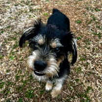 Thumbnail photo of Calyx #2