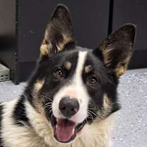 Thumbnail photo of Lyra (lee-ruh) #1