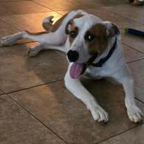 Thumbnail photo of Milo #1