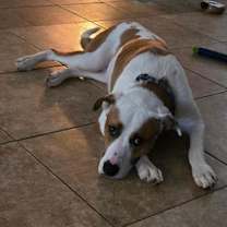 Thumbnail photo of Milo #2