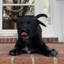 Thumbnail photo of Scout Guilford  #2