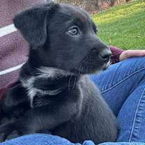 Thumbnail photo of Scout Guilford  #4