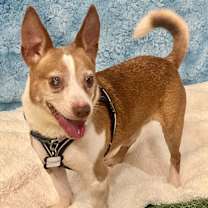 Thumbnail photo of Snoopy  13656 #1