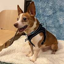 Thumbnail photo of Snoopy  13656 #2