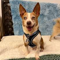 Thumbnail photo of Snoopy  13656 #3