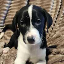 Thumbnail photo of Riker AL #1