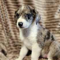 Thumbnail photo of Picard AL #1