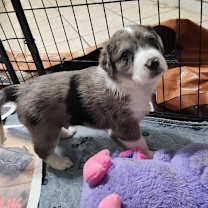 Thumbnail photo of Picard AL #2